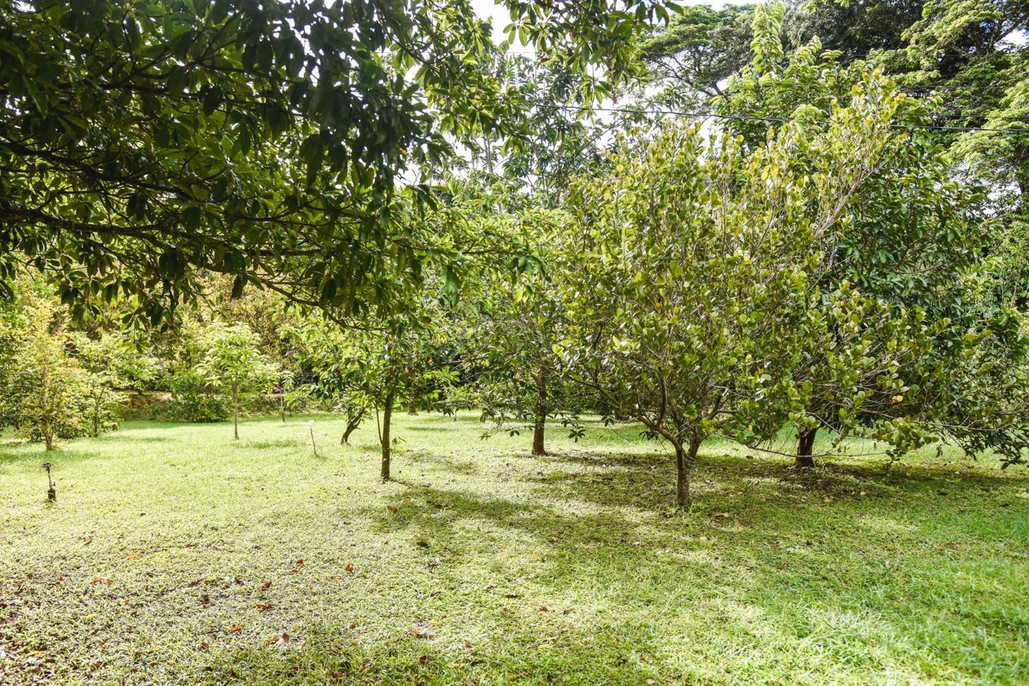 Casa Cora Bed And Breakfast Carmona Экстерьер фото
